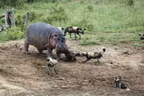 Chó hoang châu Phi cả gan chống lại hà mã gây sốc