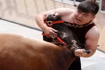 Kinh hoàng xem võ sĩ bẻ sừng bò tót