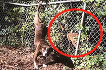 Chú chó nặng tình cứu bạn gái khỏi tay tử thần 