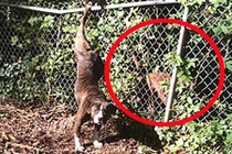 Chú chó nặng tình cứu bạn gái khỏi tay tử thần 