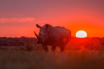 Cuộc sống bình yên đến lạ của động vật hoang dã