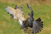 Diều hâu vuốt sắc đại chiến tranh cướp cứ điểm săn bắn 