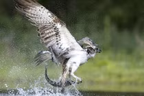 Chim ưng biển vật vã chiến đấu với vịt hoang dã