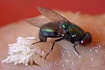 Ớn lạnh với những quái vật ký sinh ăn thịt người