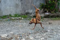 Chú chó hai chân với nghị lực người phải nể phục