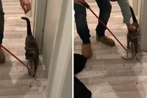 Ngỡ mèo đeo cà vạt, lại gần xem tái mặt vì thứ đáng sợ...