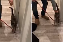 Ngỡ mèo đeo cà vạt, lại gần xem tái mặt vì thứ đáng sợ...