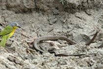 Lạ đời: Rắn dãy giụa, oằn mình trong móng vuốt chim nhỏ