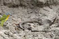 Lạ đời: Rắn dãy giụa, oằn mình trong móng vuốt chim nhỏ