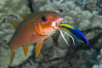 Choáng hành vi gây sốc của sinh vật biển 