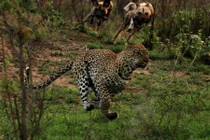 Chị em báo đốm đấu trí so tài với bầy chó hoang 