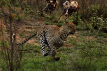 Chị em báo đốm đấu trí so tài với bầy chó hoang 