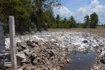 "Hạ huyệt" 377 con heo chết ngộp xuống ruộng