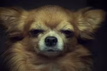 Ảnh chân dung động vật giống con người đến lạ