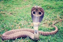 Chuyện lạ hôm nay: Để rắn hổ mang cắn để... cai nghiện