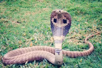 Chuyện lạ hôm nay: Để rắn hổ mang cắn để... cai nghiện