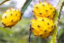 Trái “ác quỷ” ai ăn gặp chuyện nhớ đời, “ôm” nhà vệ sinh làm bạn