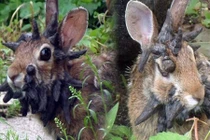 Chuyện đau lòng đằng sau chú thỏ quỷ dữ