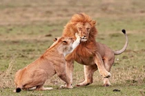 “Yêu” vợ quá thô bạo, sư tử đực bị tát sưng mặt