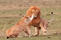 “Yêu” vợ quá thô bạo, sư tử đực bị tát sưng mặt