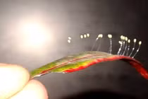 Xuất hiện hoa Ưu đàm 3000 năm mới nở ở TP.HCM?