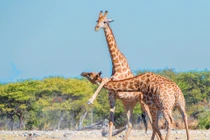 Thể hiện sức mạnh, hươu cao cổ tàn bạo với đồng loại 