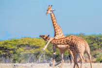 Thể hiện sức mạnh, hươu cao cổ tàn bạo với đồng loại 