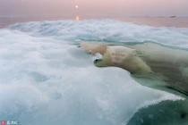 Ảnh độc đáo về đời sống của gấu trắng Bắc cực