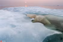 Ảnh độc đáo về đời sống của gấu trắng Bắc cực
