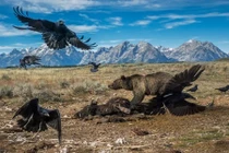 Những khoảnh khắc sống động có "1-0-2" trong thế giới động vật