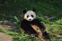  Cả vườn thú “tá hỏa” gấu trúc cái “đột nhiên” hóa đực 