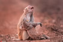 Ảnh động vật xúc động: Mẹ khỉ ôm xác con, sư tử e ấp...