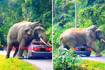 Tài xế hốt hoảng chứng kiến voi khổng lồ “cưỡng bức” ô tô 