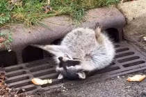 Quá béo, gấu mèo "muối mặt" nhờ con người đến giúp 