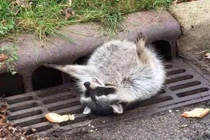 Quá béo, gấu mèo "muối mặt" nhờ con người đến giúp 