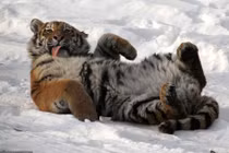 Chỉ nằm ườn, làm mặt xấu... loạt động vật dễ thương "hết nấc"