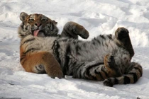 Chỉ nằm ườn, làm mặt xấu... loạt động vật dễ thương "hết nấc"