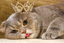 Cô mèo nổi tiếng vì hay lè lưỡi giống hệt Einstein