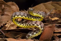 Loài rắn nữ hoàng sắc đẹp "vạn người mê" ở Việt Nam