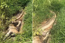 Vội vã nuốt con mồi quá to, trăn khổng lồ chết thảm