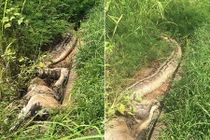 Vội vã nuốt con mồi quá to, trăn khổng lồ chết thảm