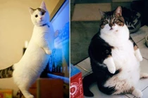 Những chú mèo siêu béo khắp thế giới