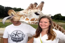 Khi những con hươu cao cổ đột nhiên vui tính 