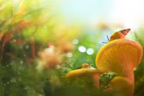 Ảnh đẹp xuất sắc về thế giới động vật nhỏ bé (1)