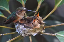 Hành trình một mình vượt cạn nuôi con của chim ruồi 