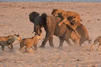 Rợn người khoảnh khắc đàn sư tử quây giết voi con 