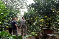 Bưởi cảnh, phật thủ giá hàng chục triệu "bung lụa" đón Tết