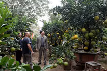 Bưởi cảnh, phật thủ giá hàng chục triệu "bung lụa" đón Tết