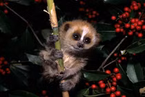 Cận cảnh khỉ nhỏ Việt Nam quý hiếm siêu đáng yêu 