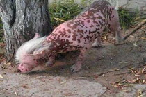 Điểm những chú chó “quái thai”, đột biến gây xôn xao nhất